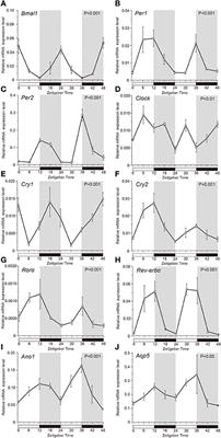 Temporal Expression Patterns of Clock Genes and Aquaporin 5/Anoctamin 1 in Rat Submandibular Gland Cells